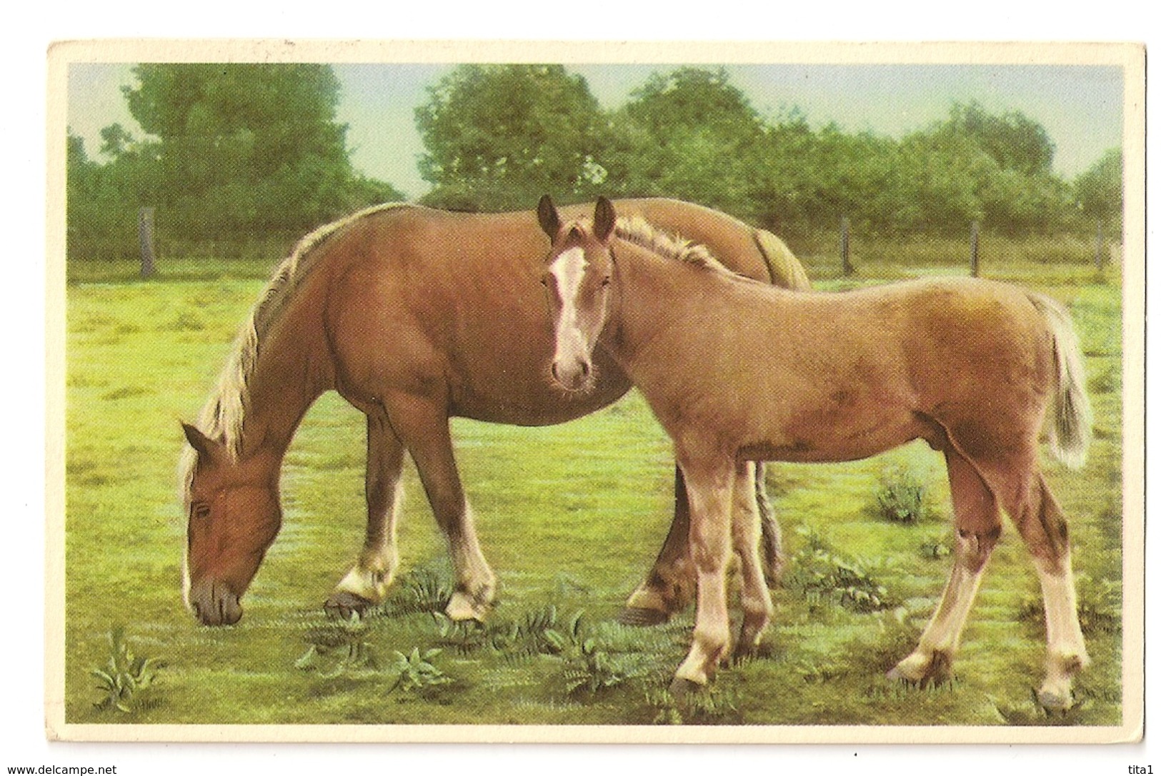 39- Chevaux Dans Une Prairie - Horses