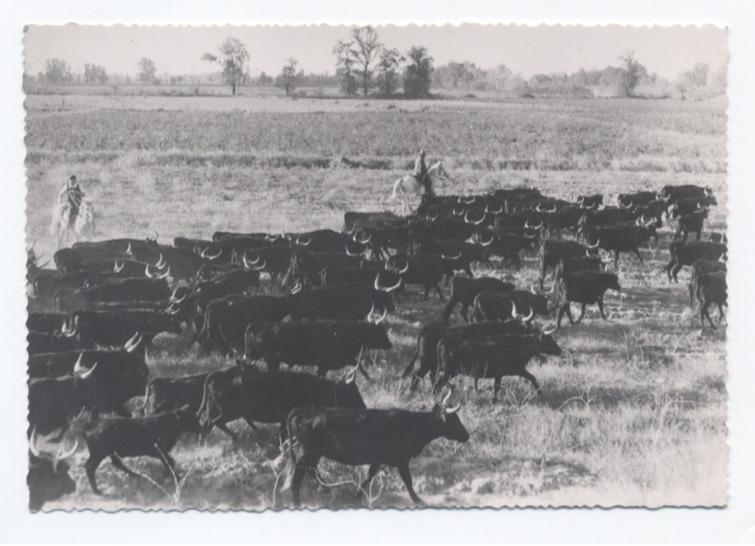 EN CAMARGUE TAUREAUX  MANADE BILHAUD   ---RECTO/VERSO - B65 - Autres & Non Classés