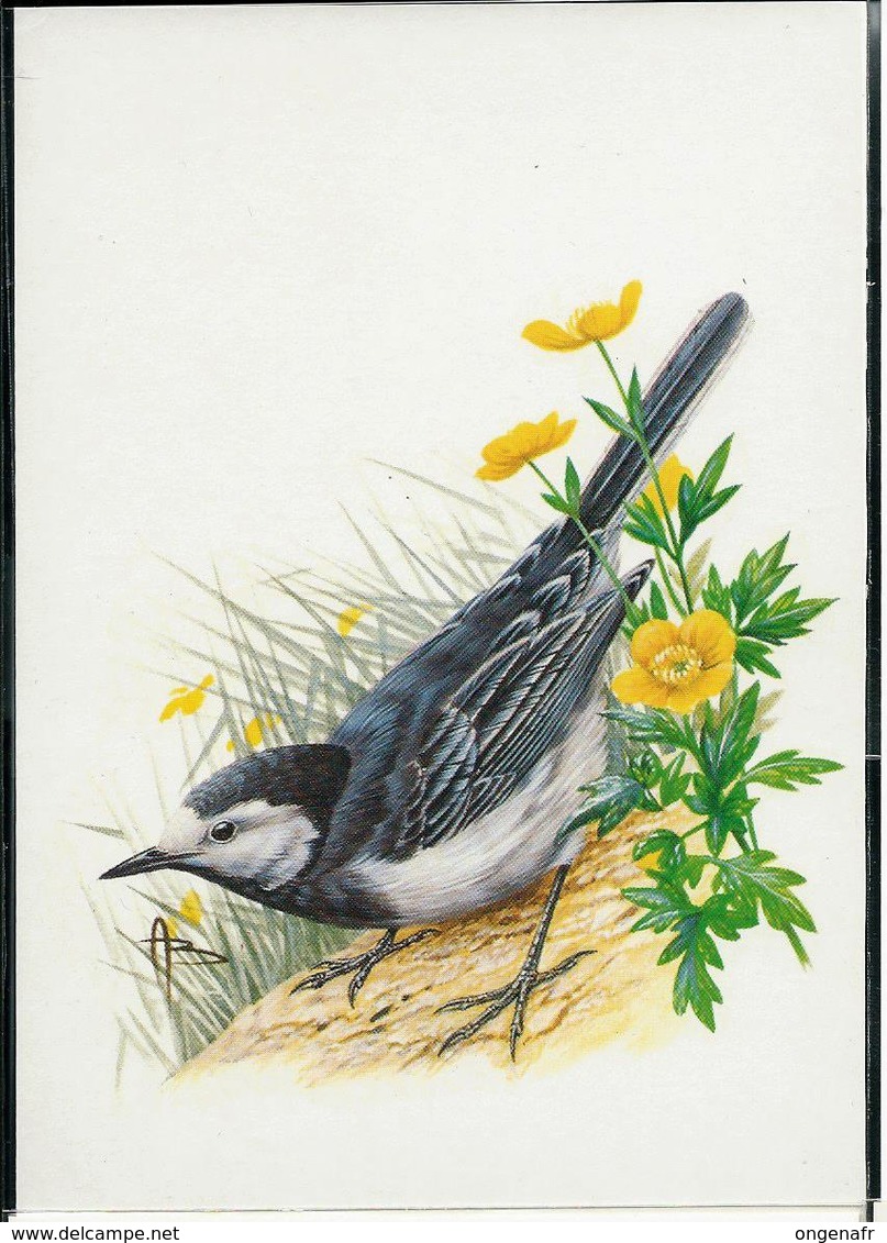 Carte Blanco : Bergeronnette Grise  - Witte Kwikstaart - 1985-.. Oiseaux (Buzin)