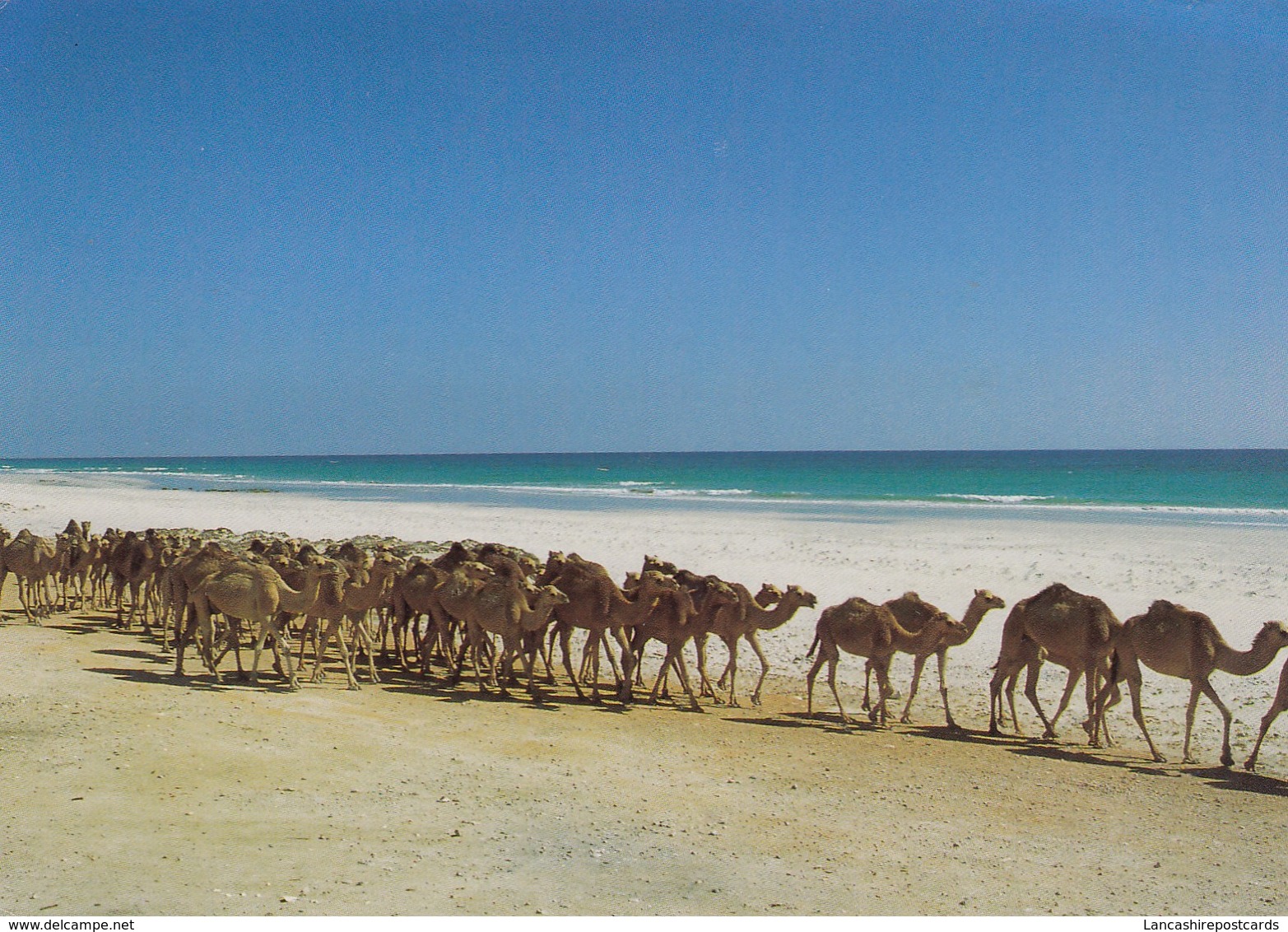 Postcard Camels On Salalah Beach Sultanate Of Oman PU Al Wadi Al Kabeer [ Muscat ? ] My Ref  B23698 - Oman