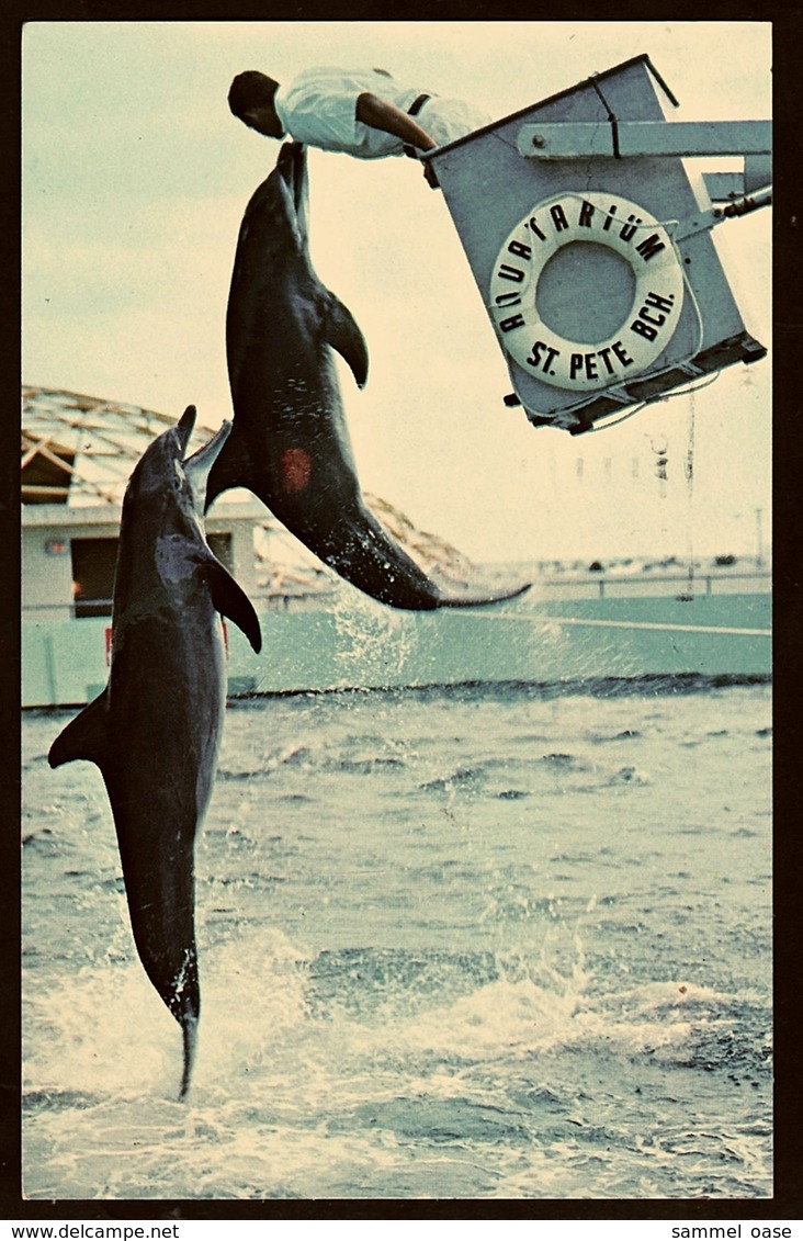 Florida  -  Two Playful Porpoise Dolphin  -  Aquatarium On St. Petrsburg Beach  -  Ansichtskarte Ca.1968   (12411) - St Petersburg