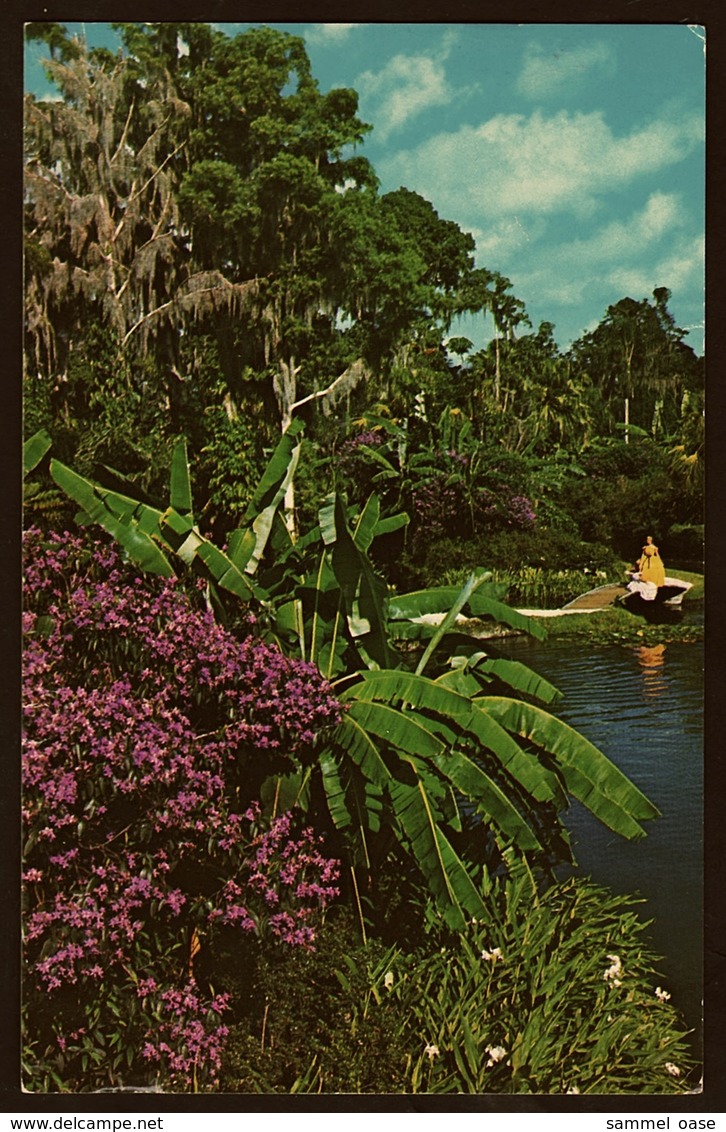 Florida  -  Cypress Gardens  -  Tibouchina  -  Ansichtskarte Ca.1970  (11873) - Sonstige & Ohne Zuordnung