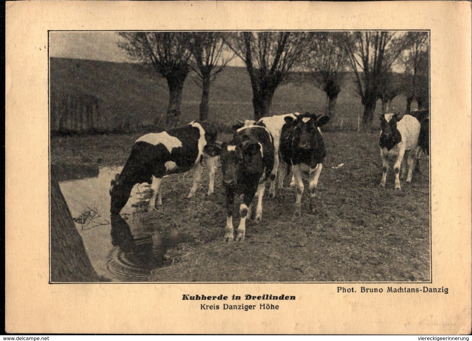 ! Alte Ansichtskarte Kuhherde In Dreilinden, Kreis Danziger Höhe, 1931 - Danzig