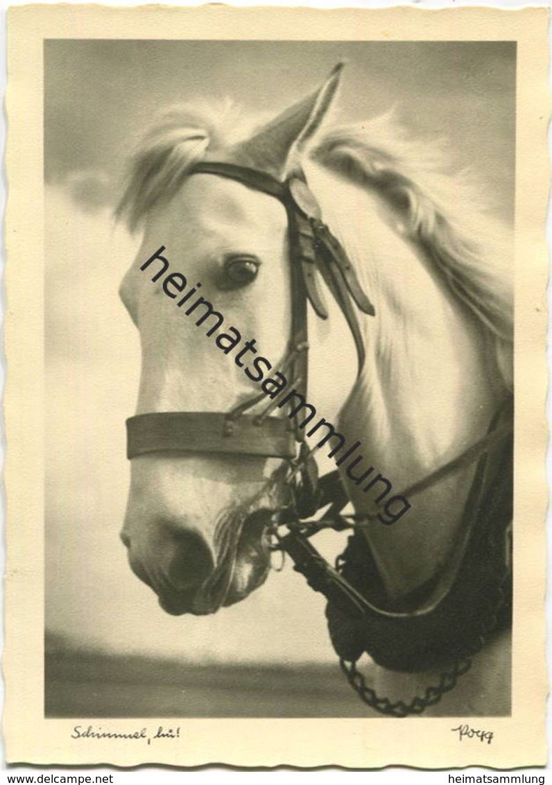 Pferd - Schimmel Hü - Foto-AK Grossformat - Popp-Verlag Heidelberg - Paarden