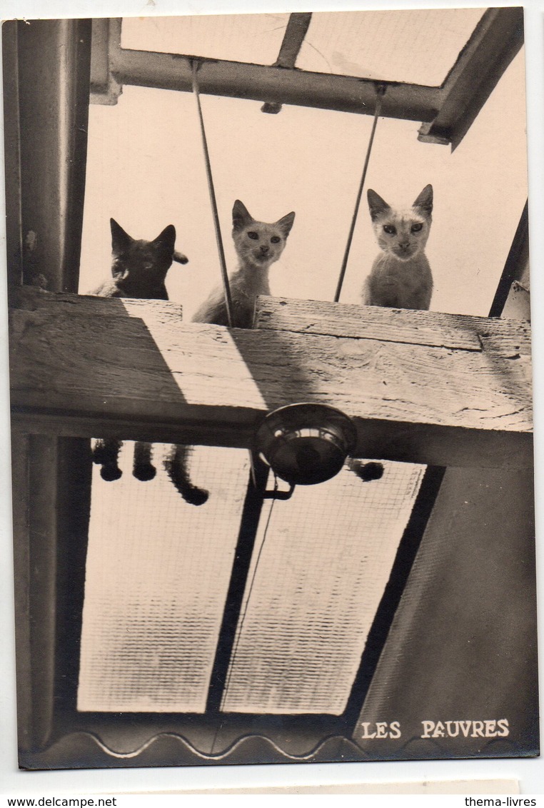 (chats) Photo Noir Et Blanc  "les Pauvres" Photo Albert Monier Ed LES AMIS DES CHATS (PPP19812)10 X 15 - Katten