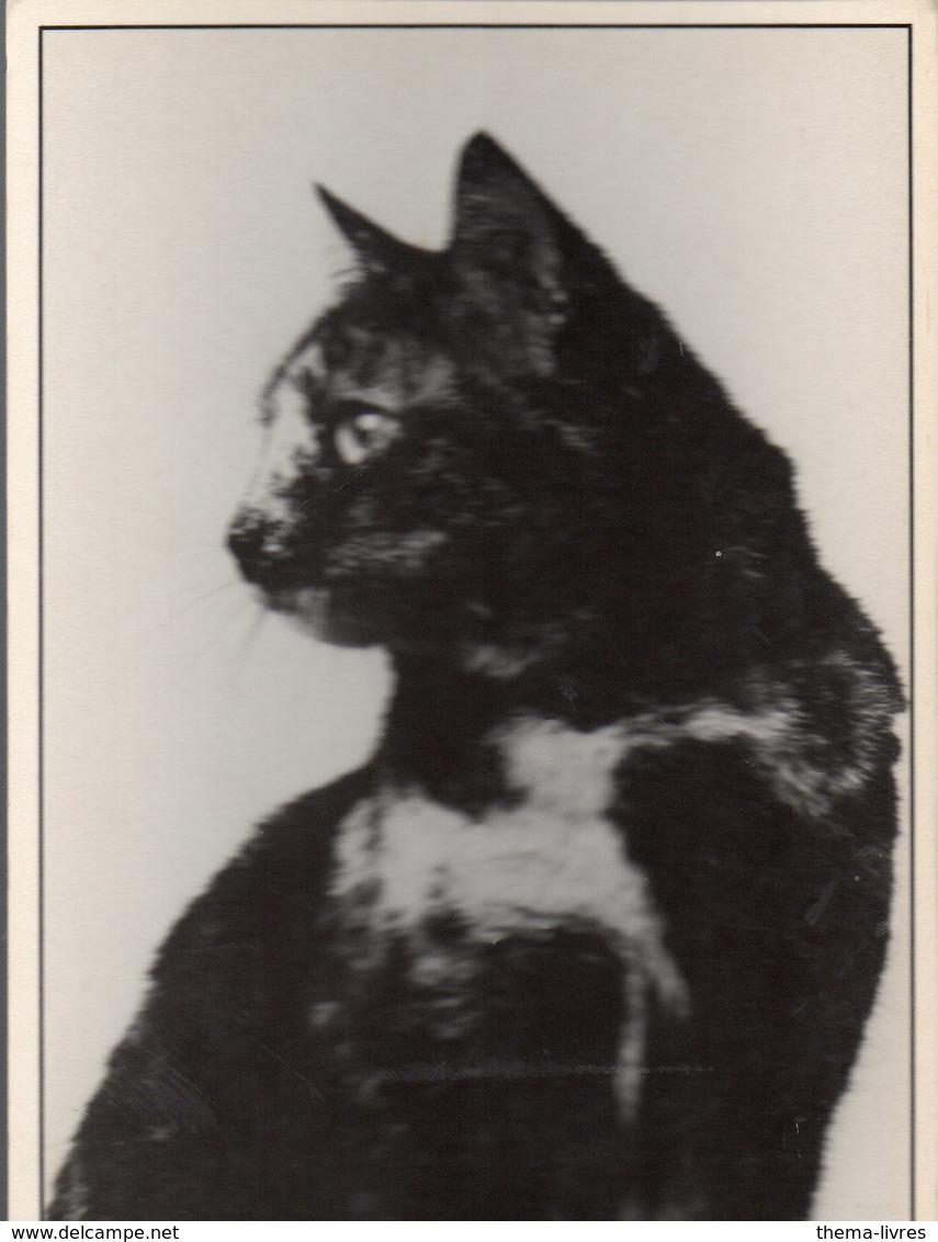 (chats) Photo Noir Et Blanc De Albert MAIGNE   Portraits De Chats N°10  Ed Le Coin Du Sac ,Samatan  (PPP19813) - Katten