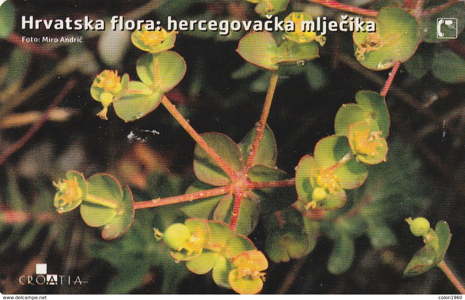 CROACIA. Flora Croata: Hercegovačka Mlječika. TK 12/04A. (009). - Flores