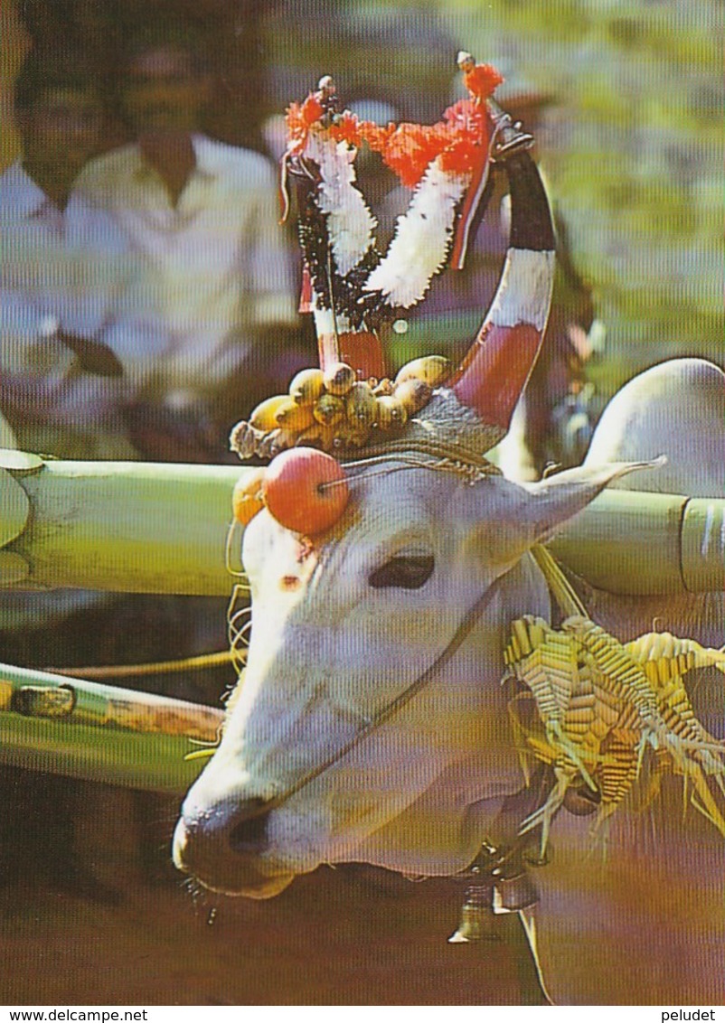 ALL DRESSED UP FOR PONGAL CECLEBRATING - Inde