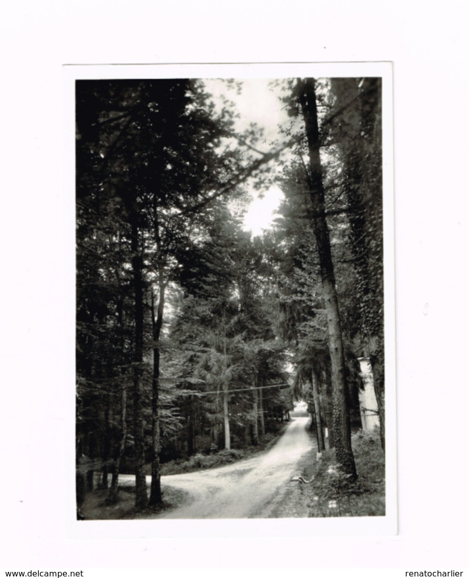 Monte San Angelo.Foresta.Umbra.Expédié à BRuxelles. - Foggia