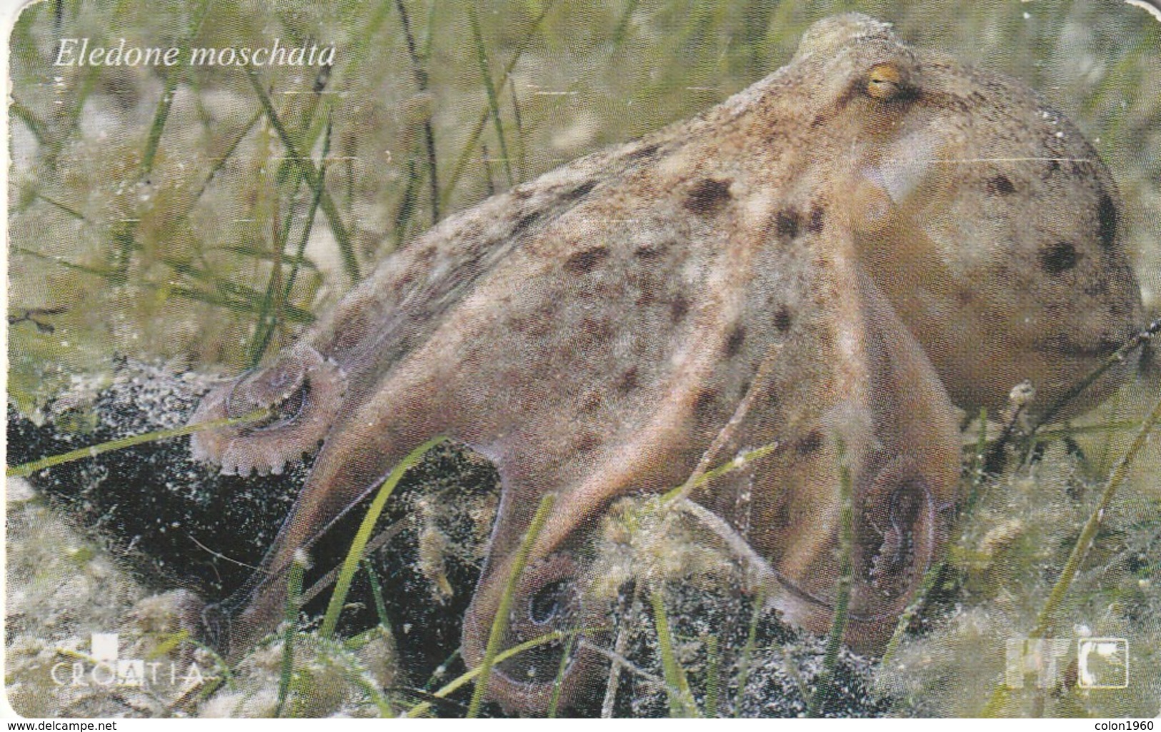 CROACIA. OCTOPUS - PULPO. FAUNA MARINA. Eledone Moschata. TK 34/00. (024). - Otros & Sin Clasificación