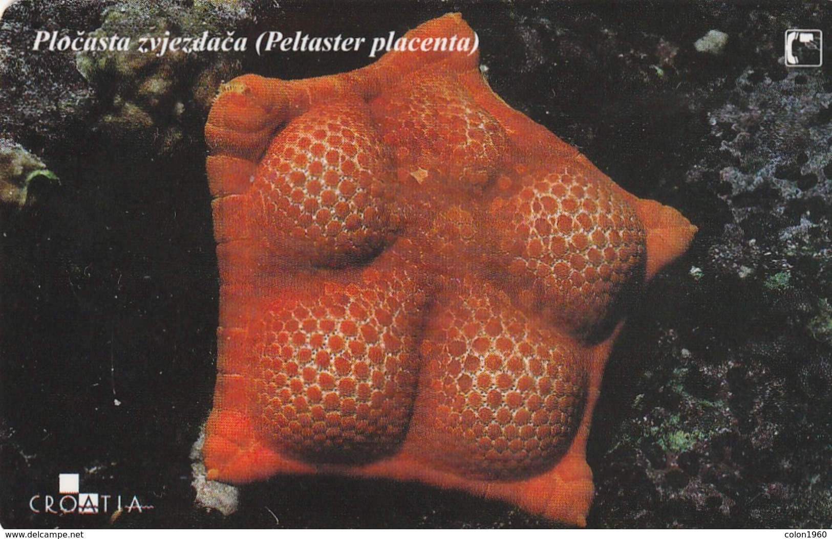 CROACIA. STARFISH. FAUNA MARINA. Pločasta Zvjezdača. TK 22/01. (032). - Otros & Sin Clasificación