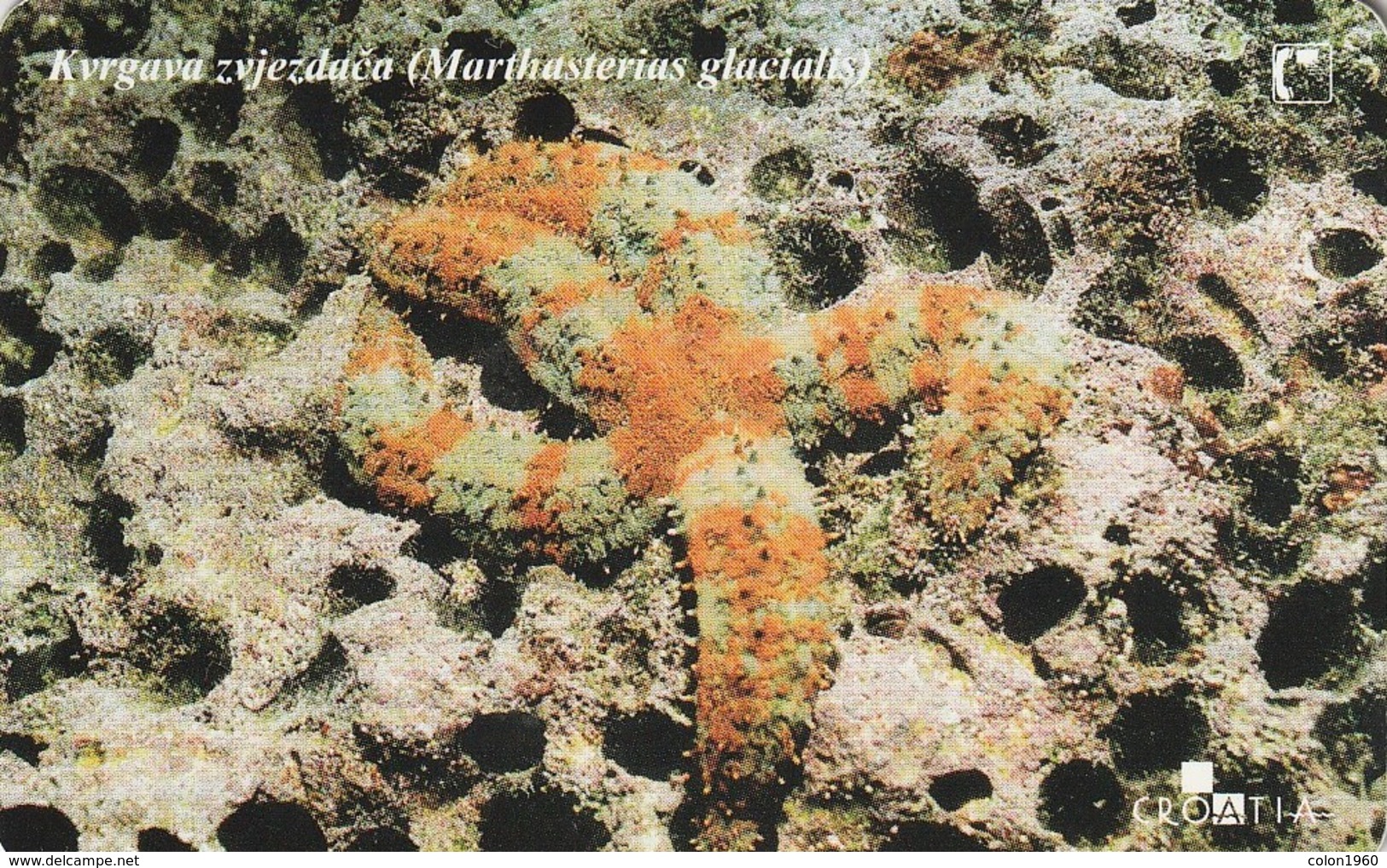 CROACIA. STARFISH. FAUNA MARINA. Kvrgava Zvjezdaca. TK 23/01. (029). - Otros & Sin Clasificación