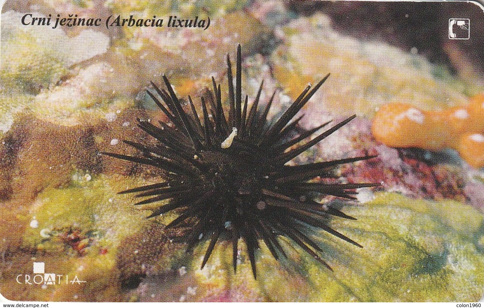 CROACIA. FAUNA MARINA. Erizo Negro - Black Hedgehog. TK 38/01. (033). - Otros & Sin Clasificación