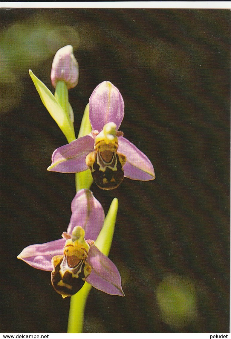 BEE ORCHID - YEAR ? - Israel