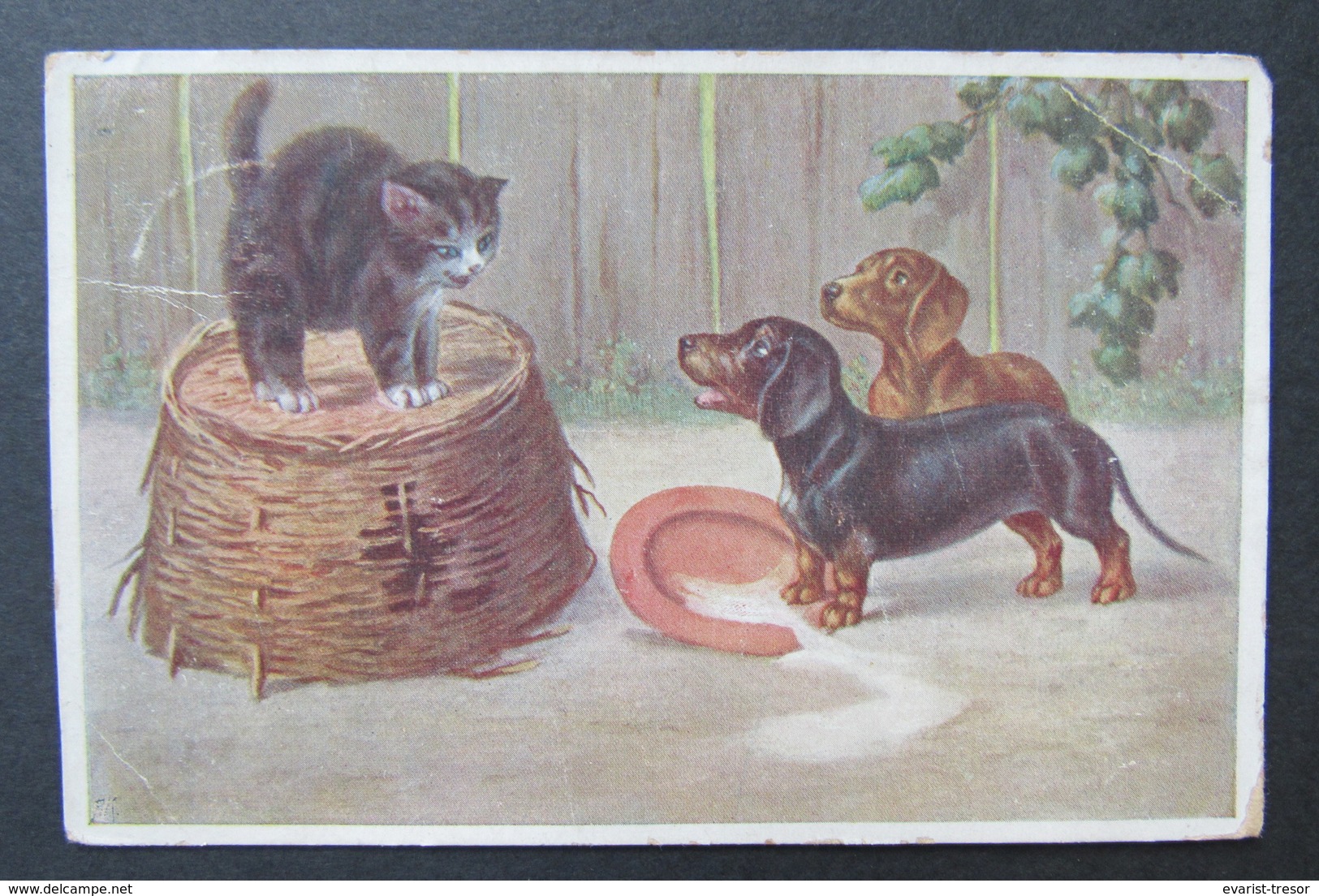 Cat Zwarte Kat Chat Noir Stocks Stacks Dog Hond Chien - Katten