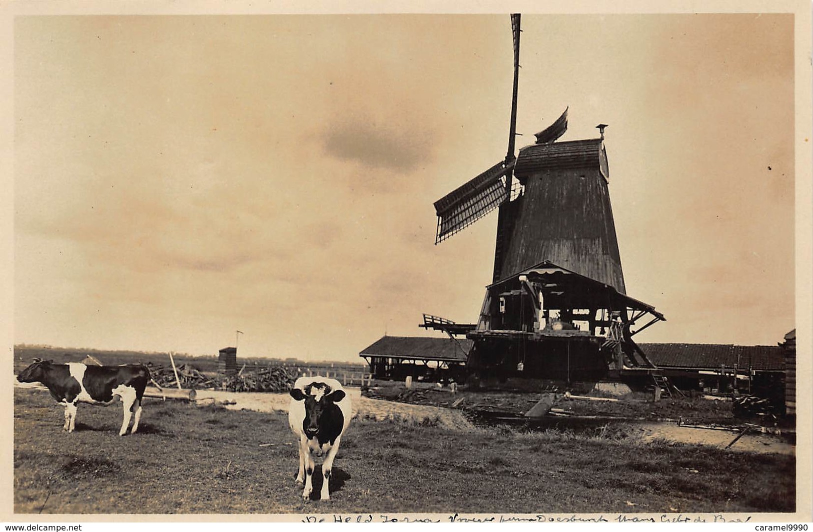 Windmolen Molen Windmill Moulin à Vent  Langs De Zaan   Paltrokmolen De Hald Jozua Zaandam Echte Fotokaart    L 660 - Windmolens