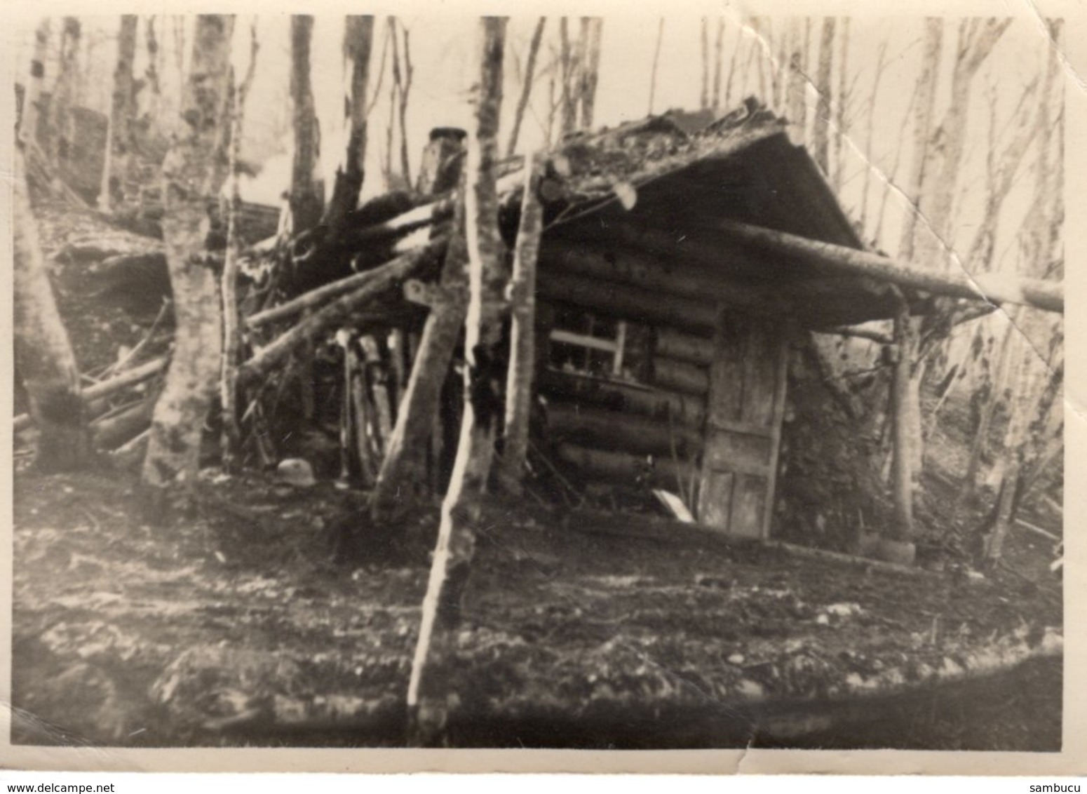 Holzhütte Im Birkenwald Ca 1930 Leider Unbekannt - Fotografie