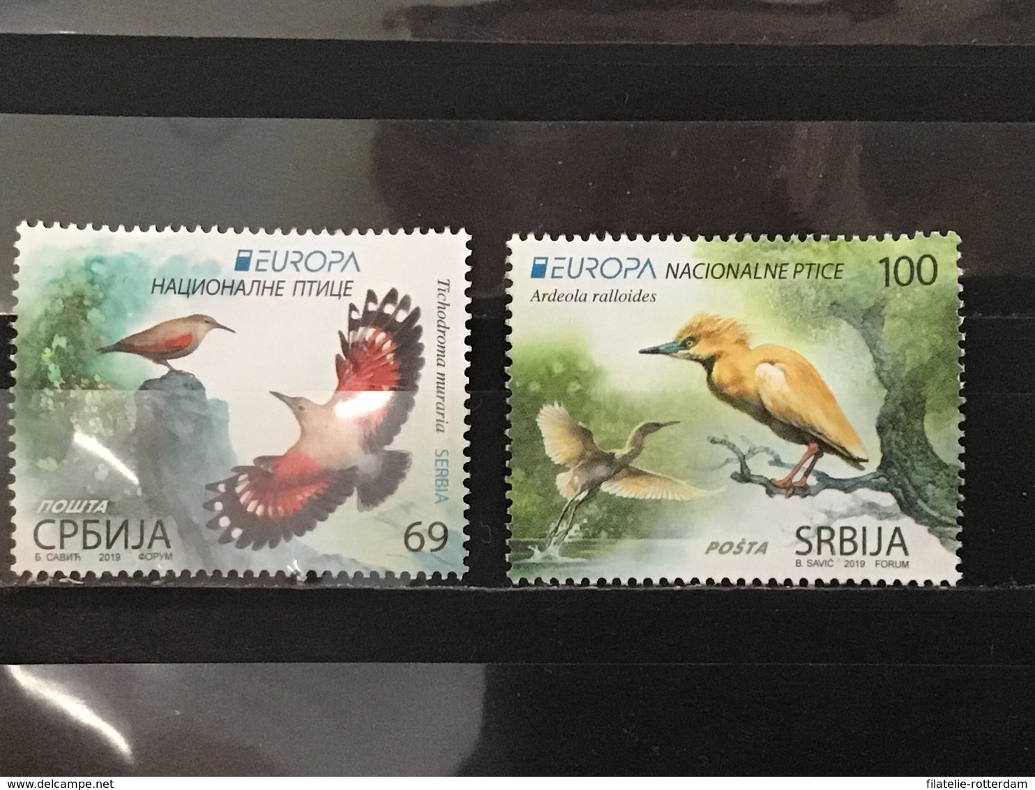 Servië / Serbia - Complete Set Europa, Vogels 2019 - Servië