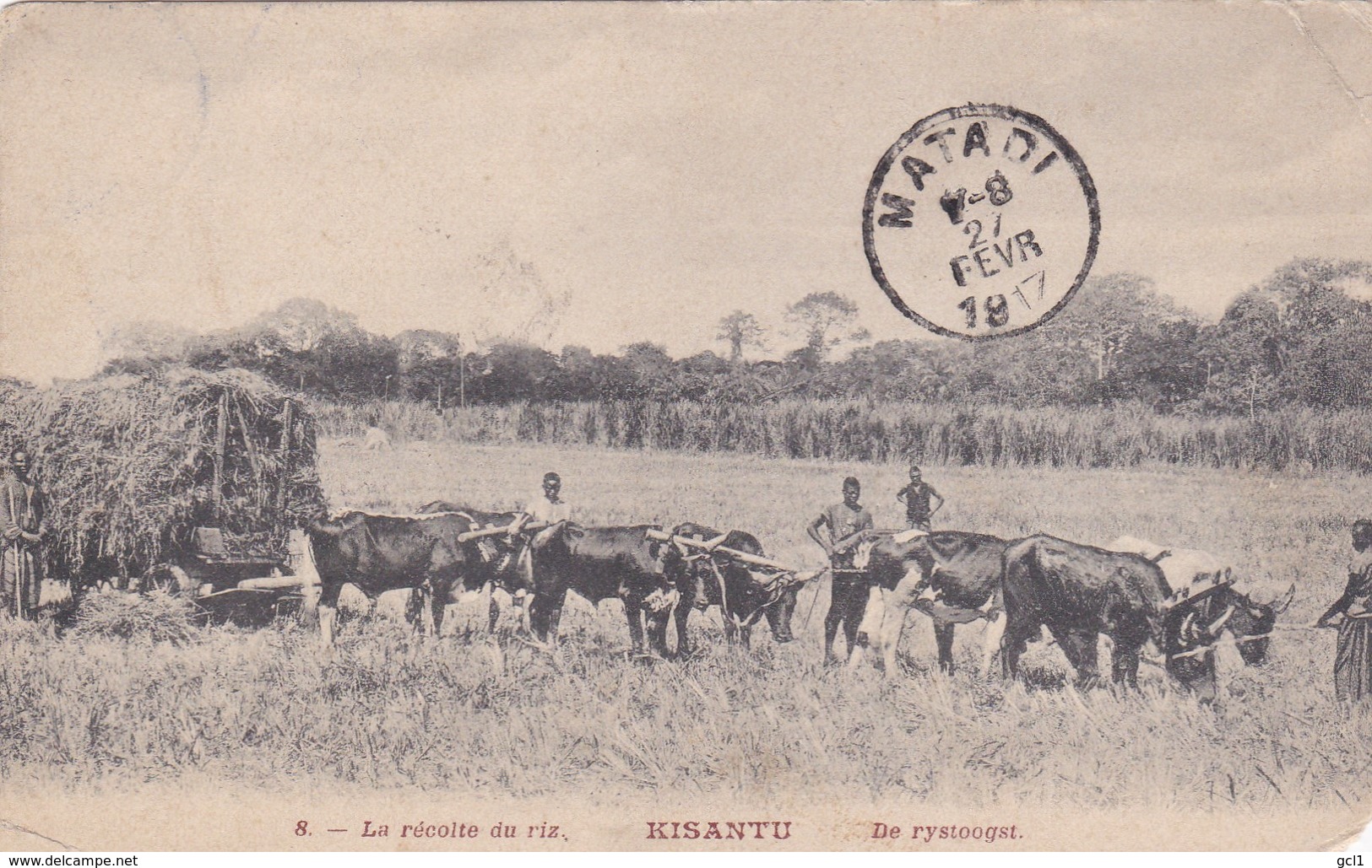 Kisantu - Rijstoogst - Belgisch-Congo