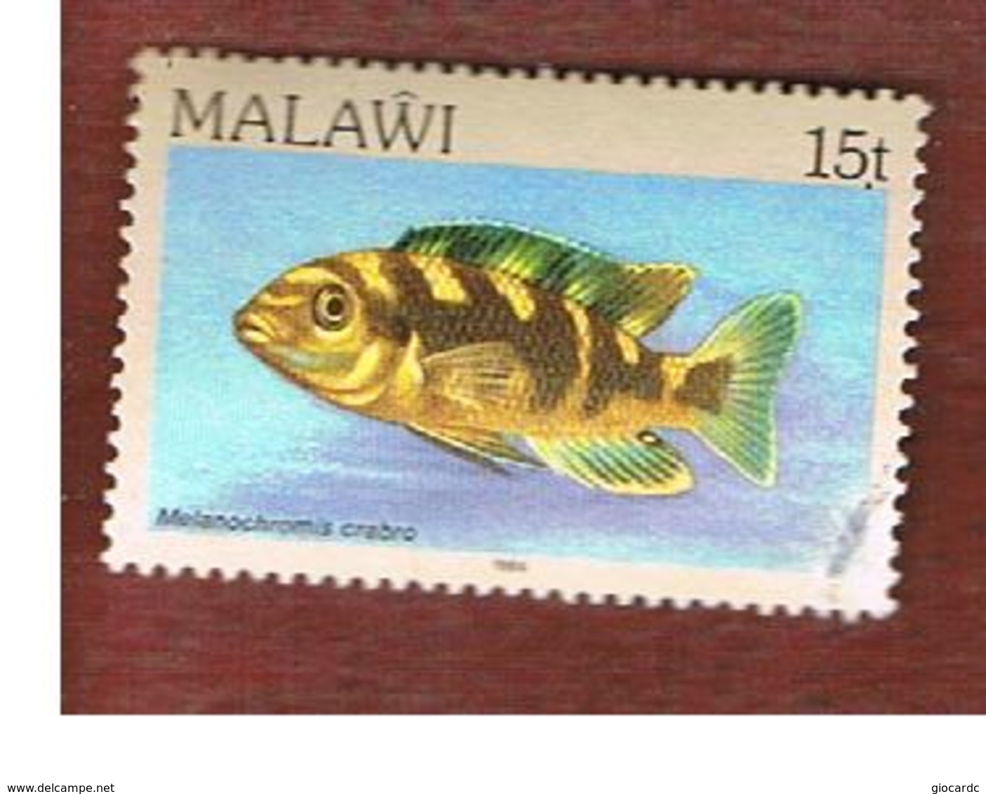 MALAWI - SG 694 - 1984   FISHES: BUMBLEBEE CICHLID   -  USED° - Malawi (1964-...)