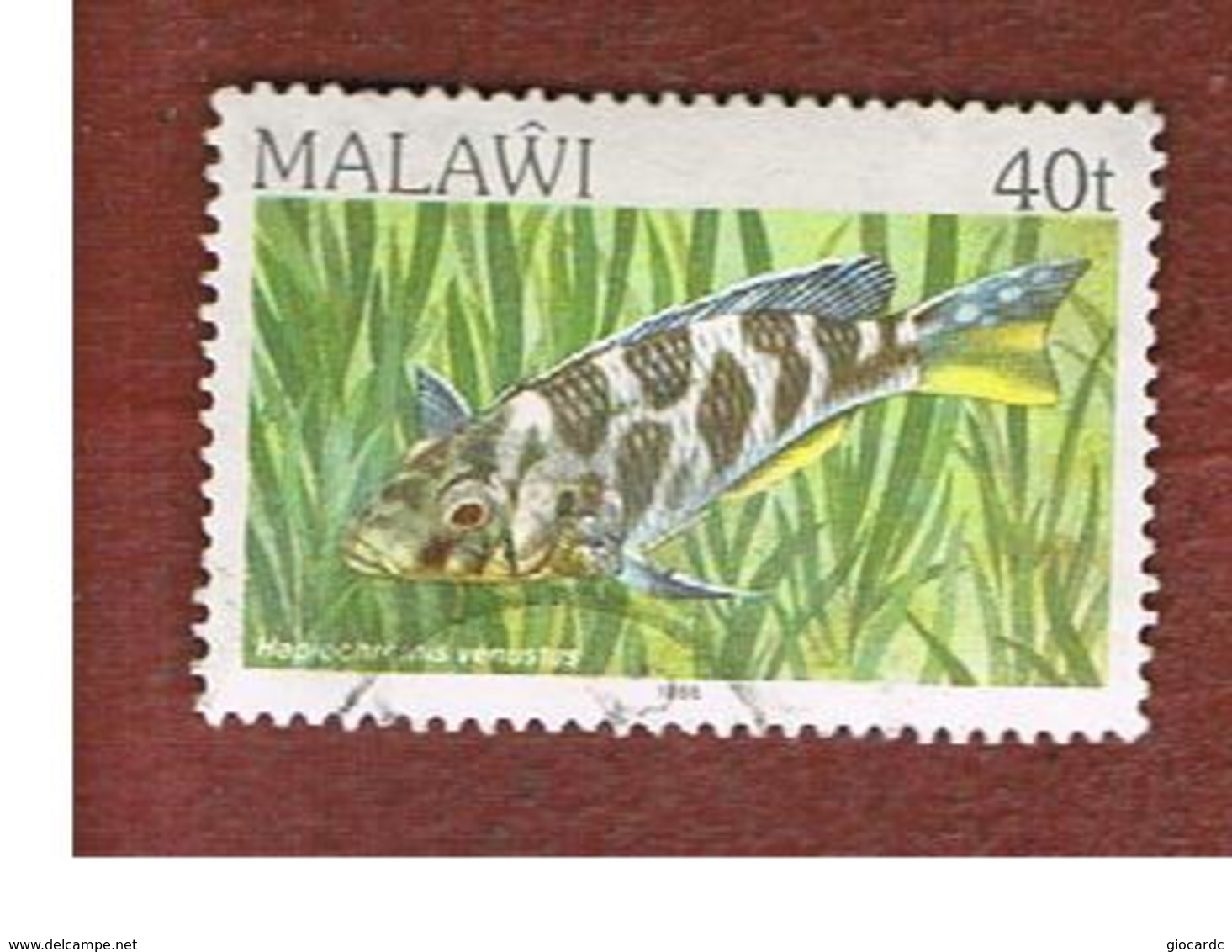 MALAWI - MI 418II - 1986   FISHES: VENUSTUS  CICHLID (DATED 1986)   -  USED° - Malawi (1964-...)