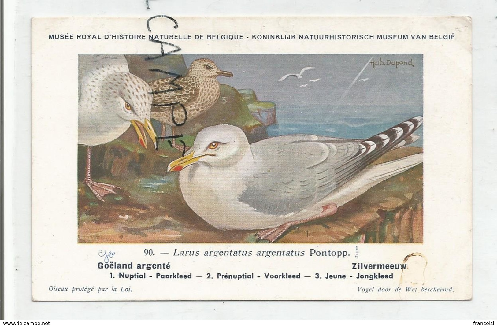 Larus Argentatus Argentatus / Goëland Argenté. Signée Hubert Dupond - Vogels