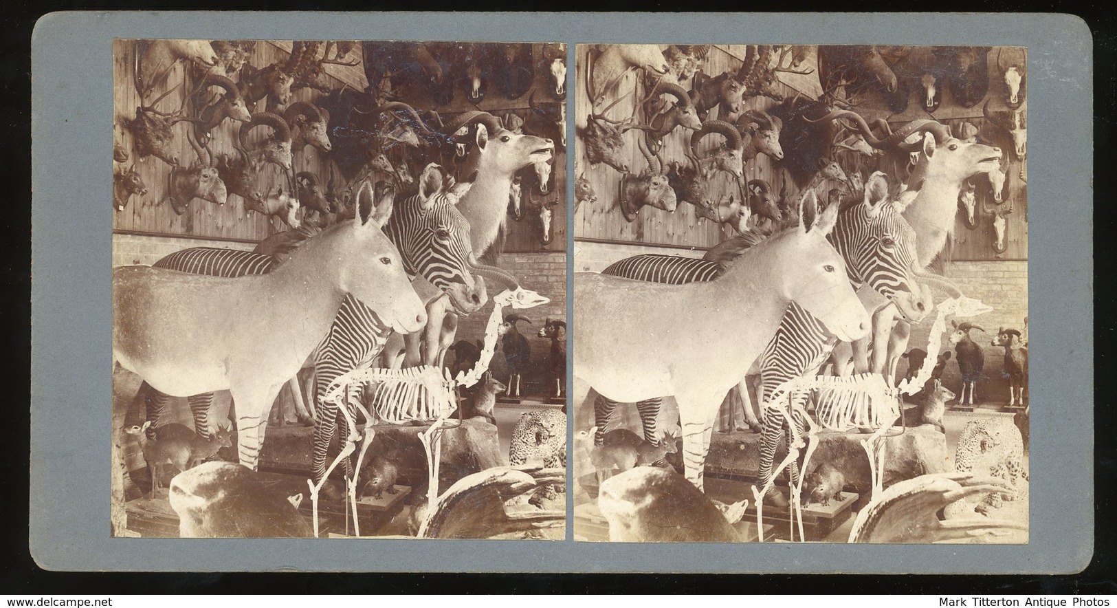 Stereoview - Museum Taxidermy Display - Visores Estereoscópicos