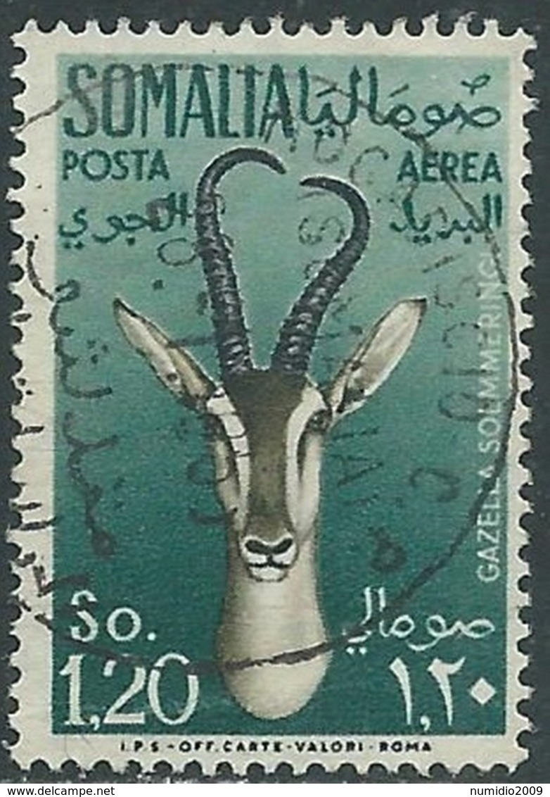 1955 SOMALIA AFIS POSTA AEREA USATO ANIMALI 1,20 S - UR31-2 - Somalia (AFIS)