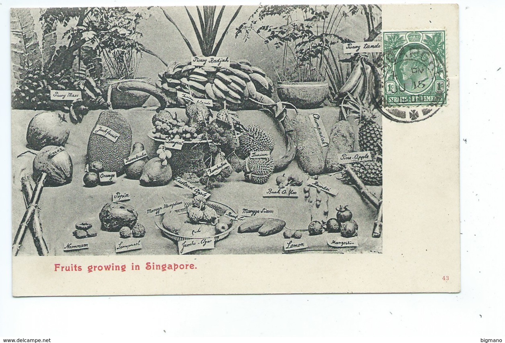 Singapore - Fruits Growing In Singapore - Singapore