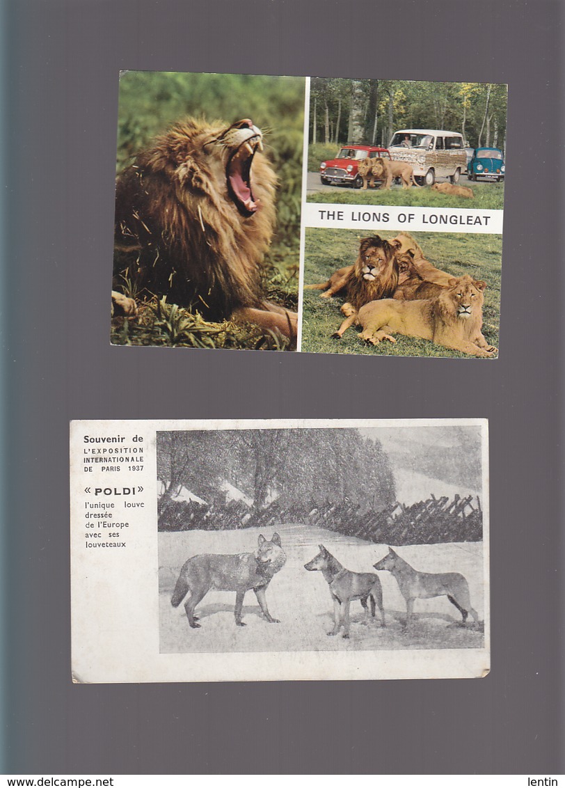 Animaux / Lions En Zoos / Lot De 6 CP / Lionne, Gardien, Louve Poldi Et Ses Louveteaux, Paris 1937 - Lions