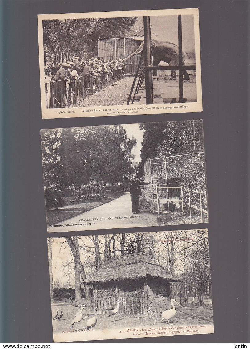 Animaux / Zoos / 5 CP / Marseille, Nancy Casoar, Chatellerault Cerf, Lyon Loulou Herriot, Luçon Daims - Autres & Non Classés