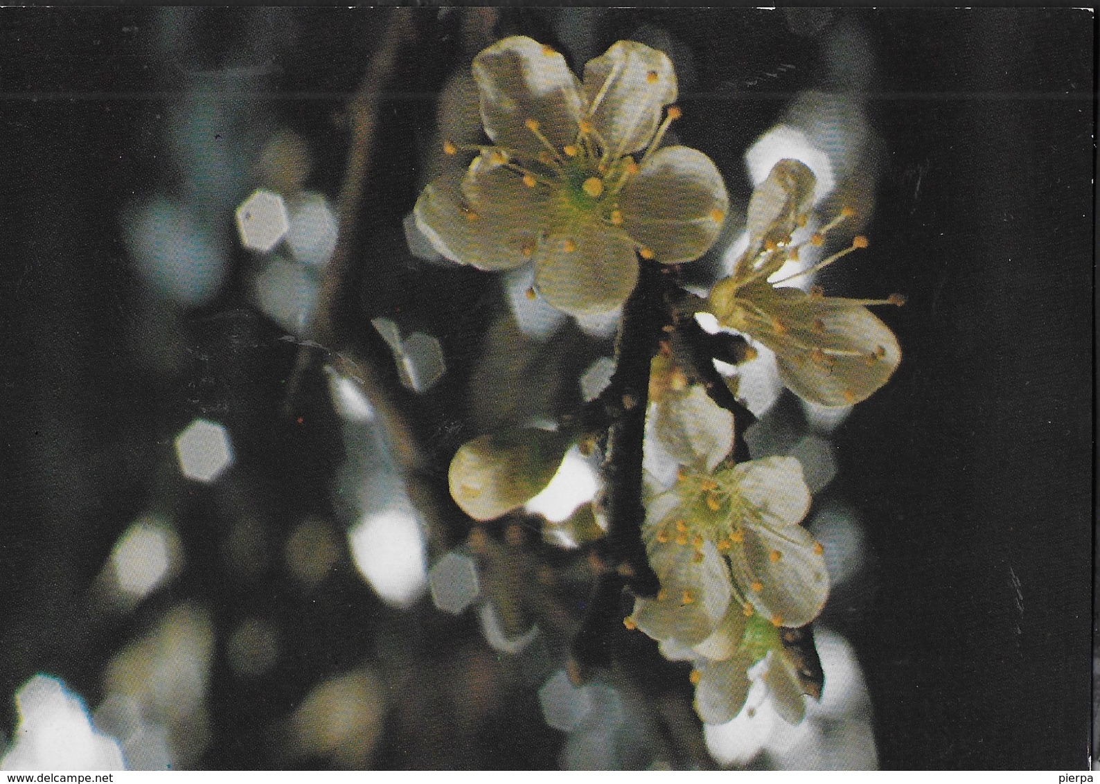 FIORI DI PRUNO - SANTUARIO MADONNA DEI FIORI - NUOVA - Fiori