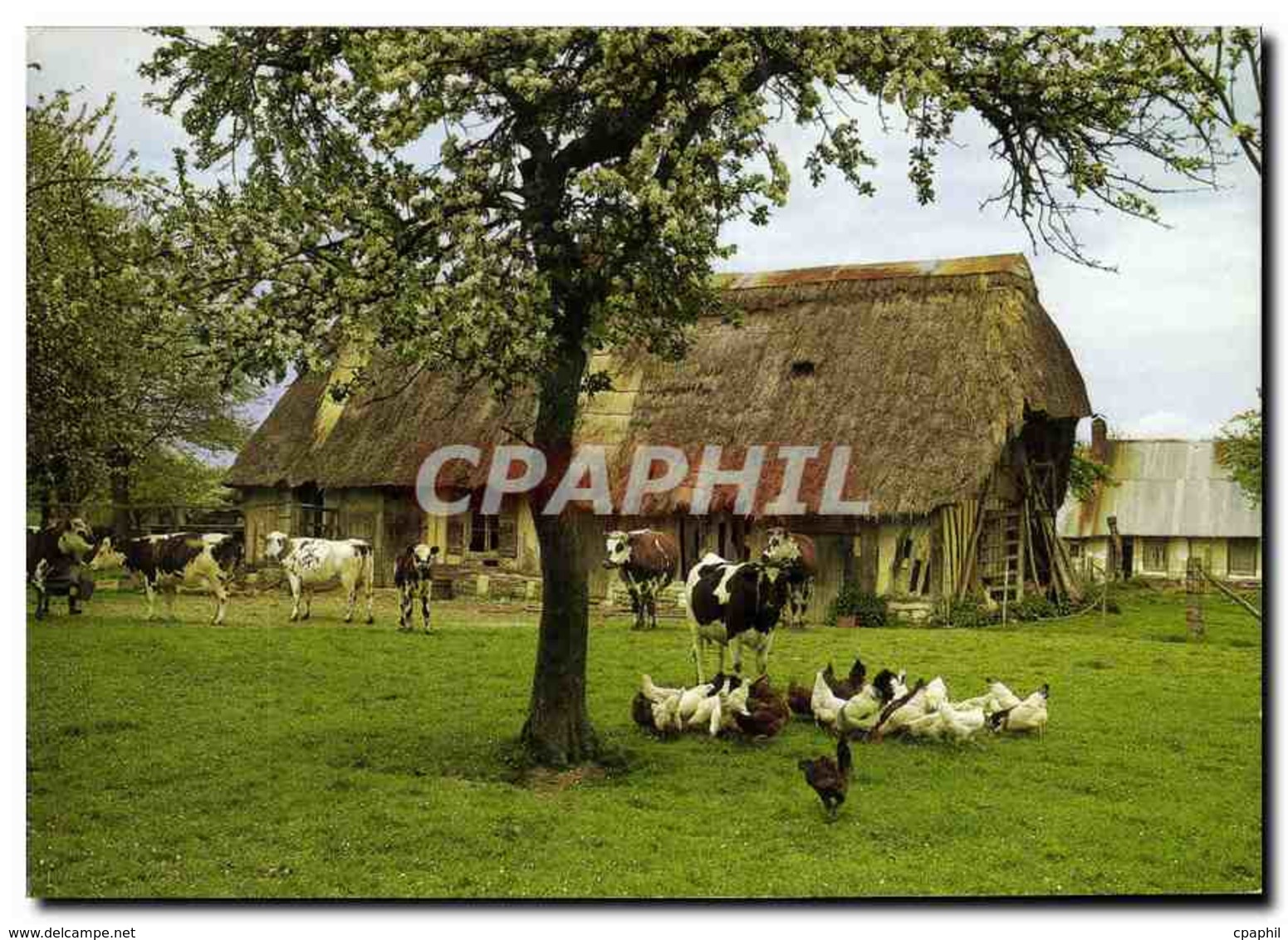 CPM La Normandie Pommiers En Fleurs Vaches - Bauernhöfe