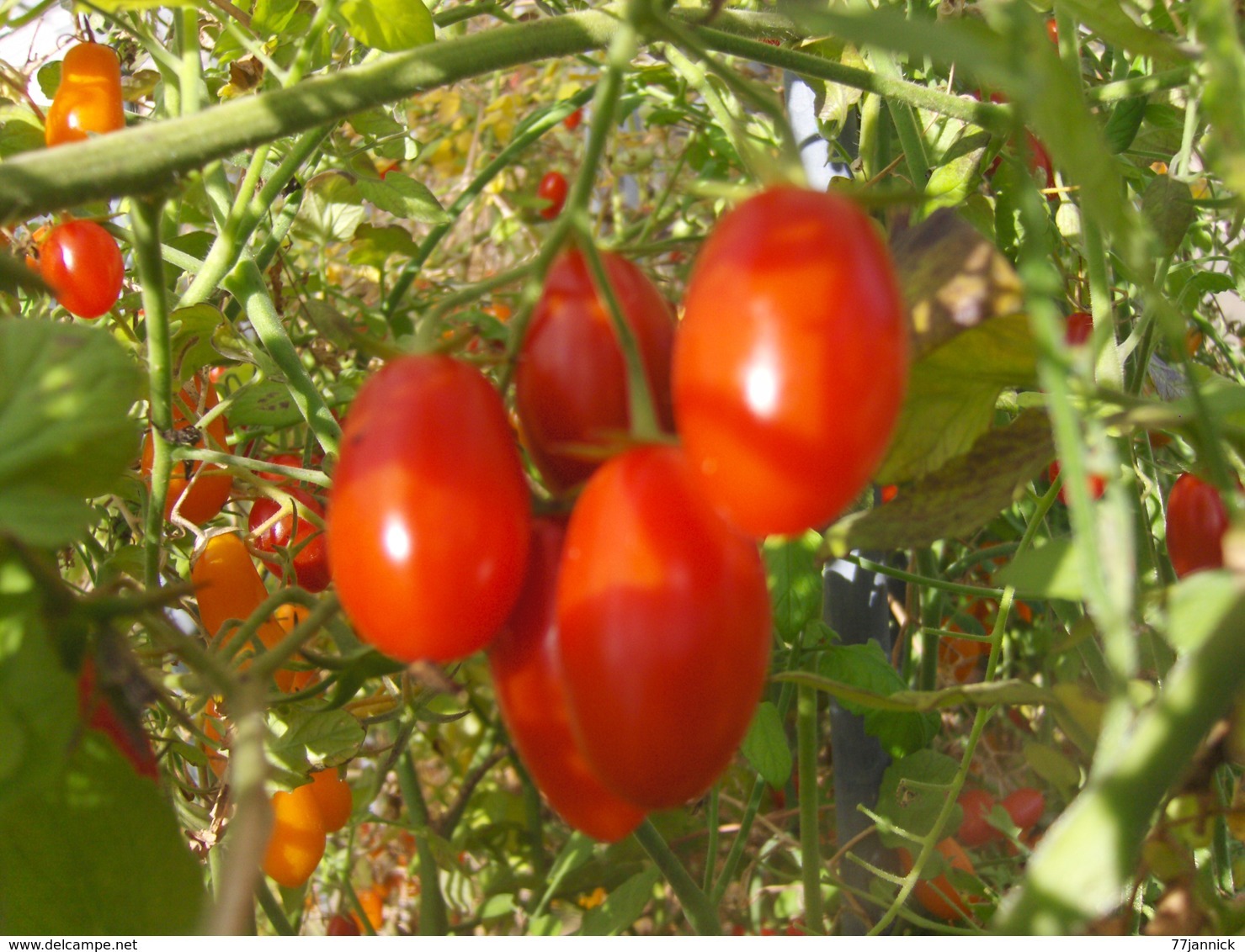 30 Graines Tomates Cocktail COEUR DE PIGEON ROUGE BIO - Autres & Non Classés