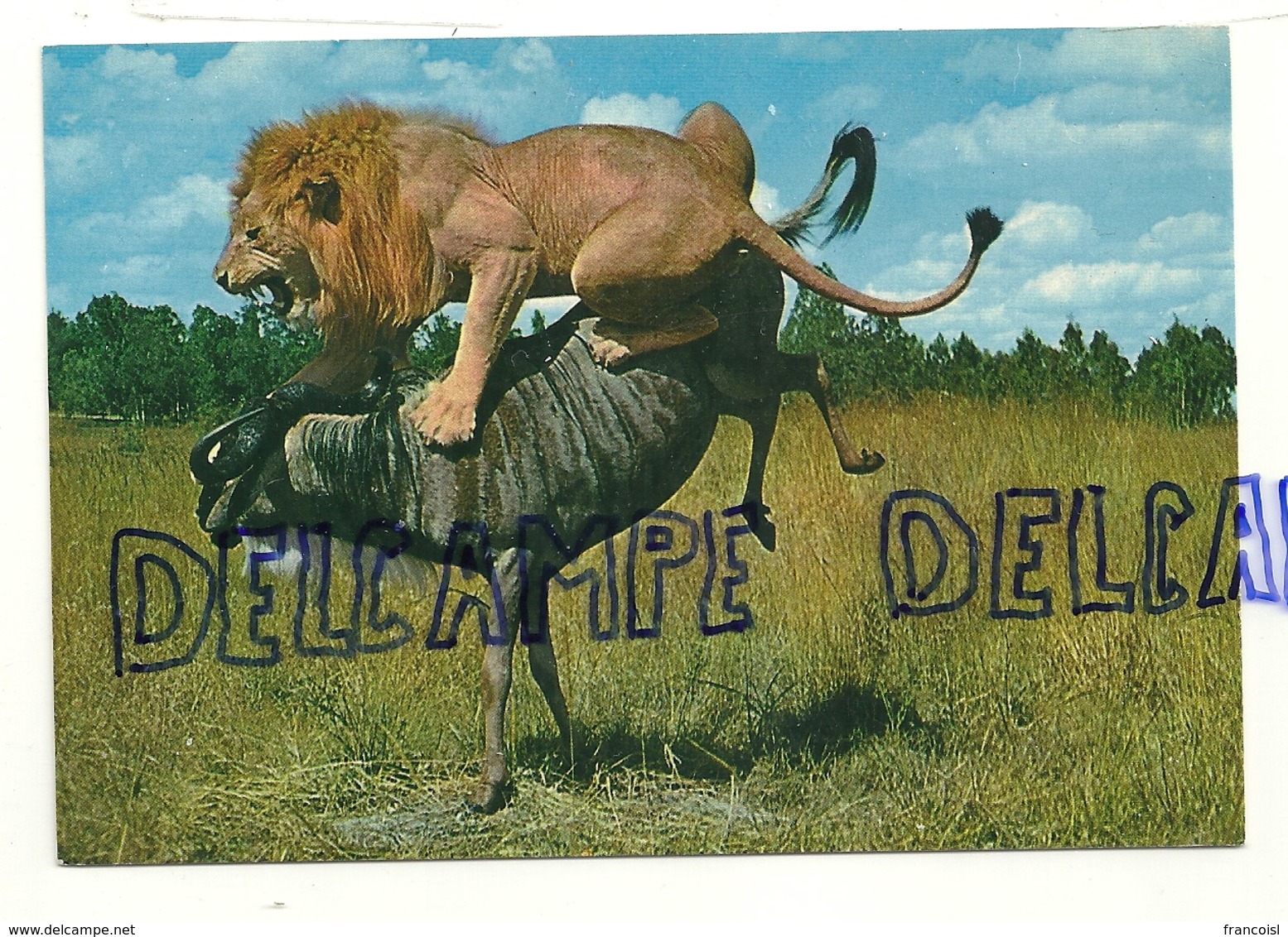 Lion Et Zébu. Africa Dell'est. Fauna Africana. - Lions