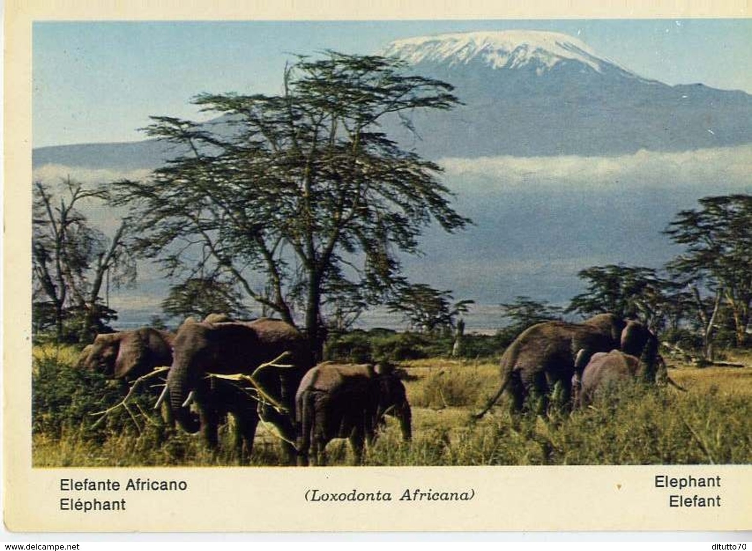 Fauna Africana - Elefante Africano - 166 - 25 - Formato Grande Non Viaggiata – E 13 - Elefanti