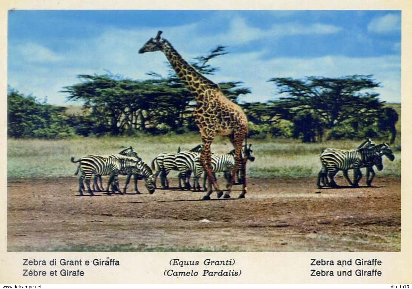 Fauna Africana - Zebra Di Grant E Giraffa - 166 - 6 - Formato Grande Non Viaggiata – E 13 - Giraffes