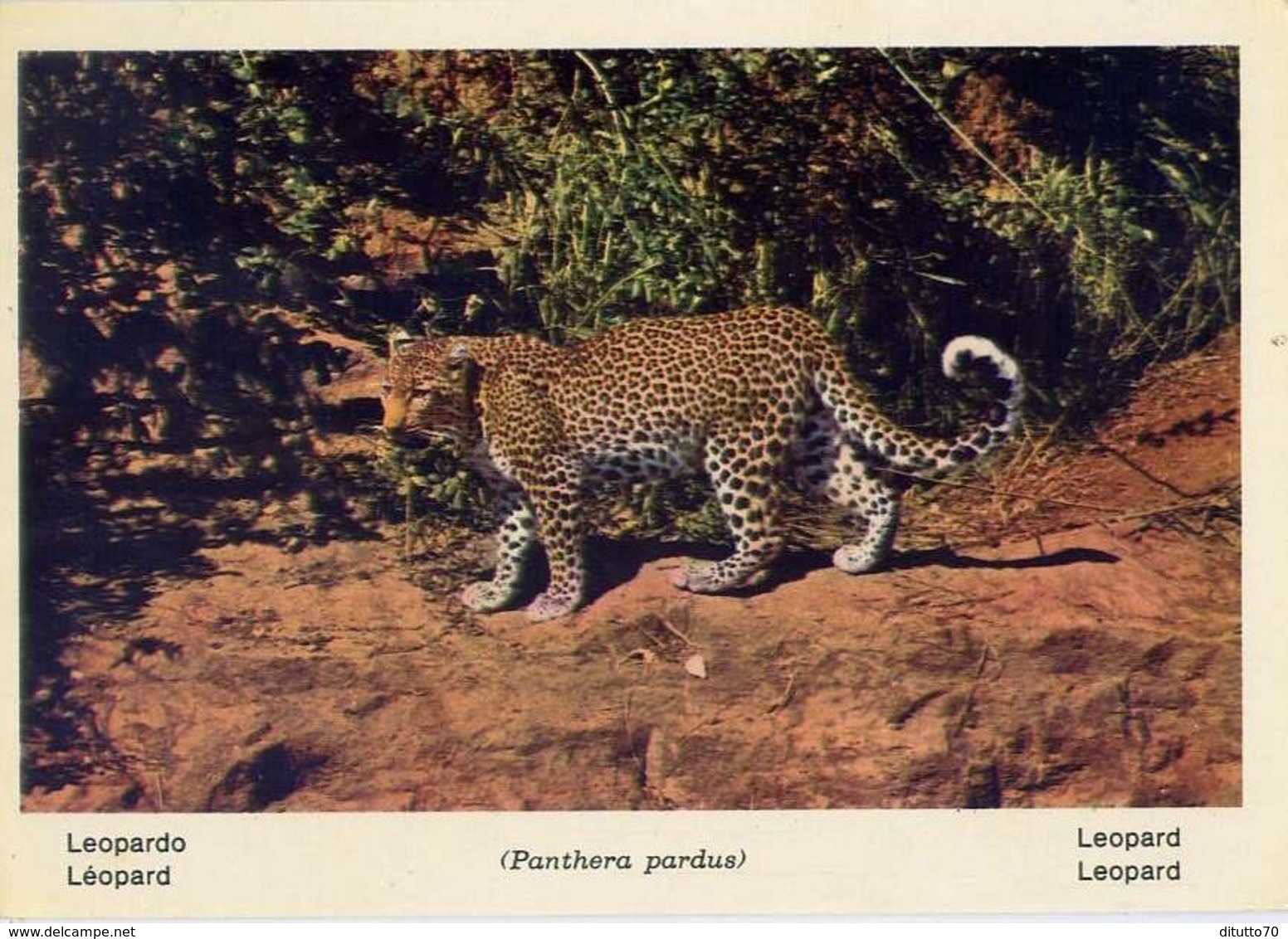 Fauna Africana - Leopardo - 166 - 12 - Formato Grande Non Viaggiata – E 13 - Altri & Non Classificati