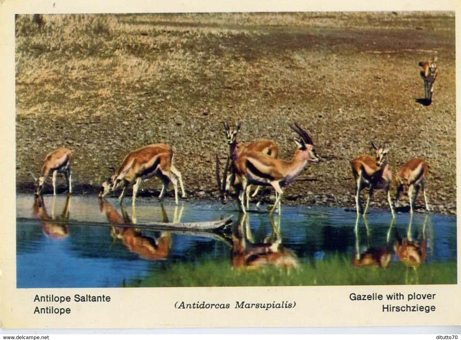 Fauna Africana - Antilope Saltante - 166 - 17 - Formato Grande Non Viaggiata – E 13 - Altri & Non Classificati