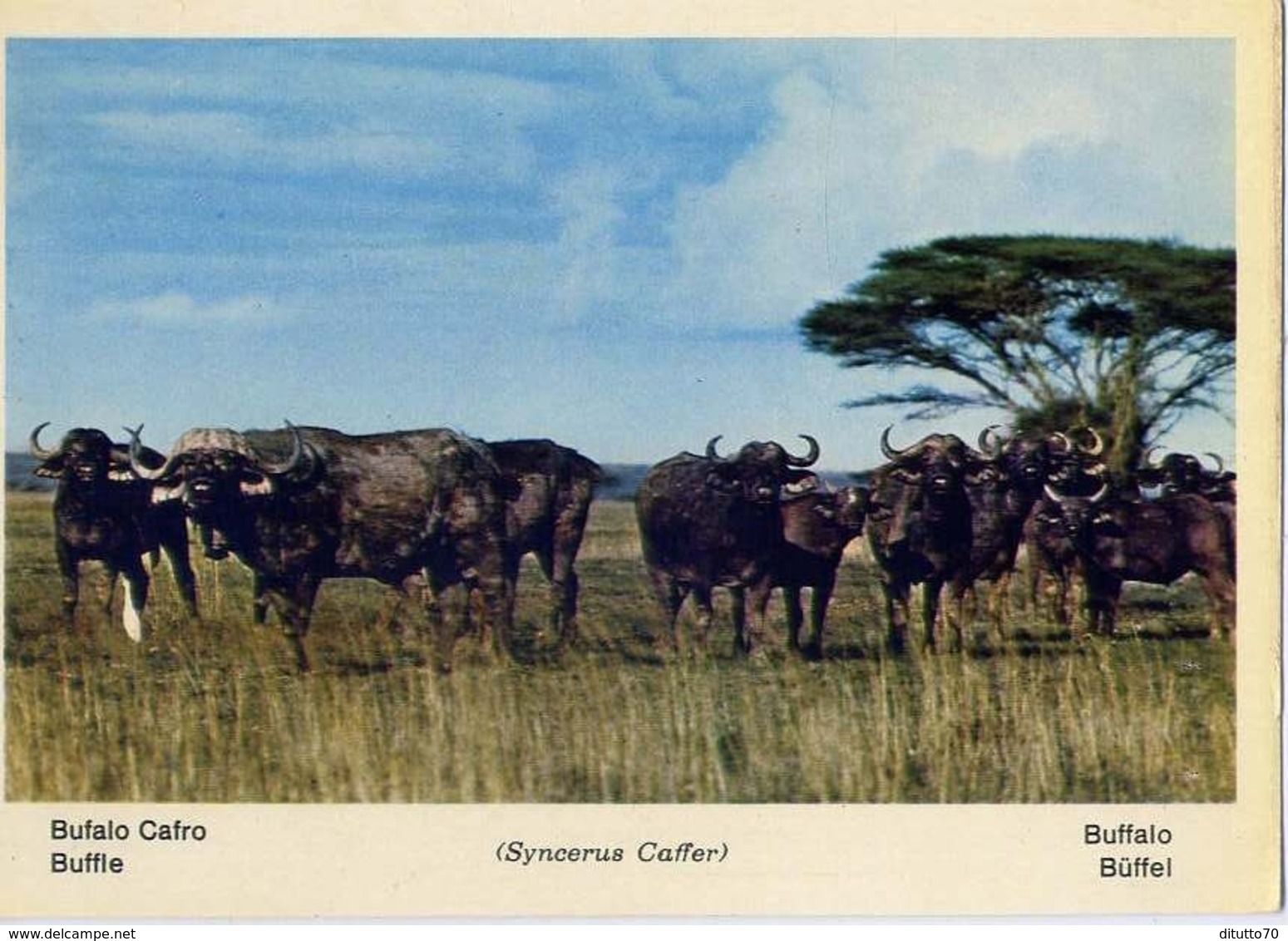 Fauna Africana - Bufalo Cafro - 166 - 10 - Formato Grande Non Viaggiata – E 13 - Altri & Non Classificati