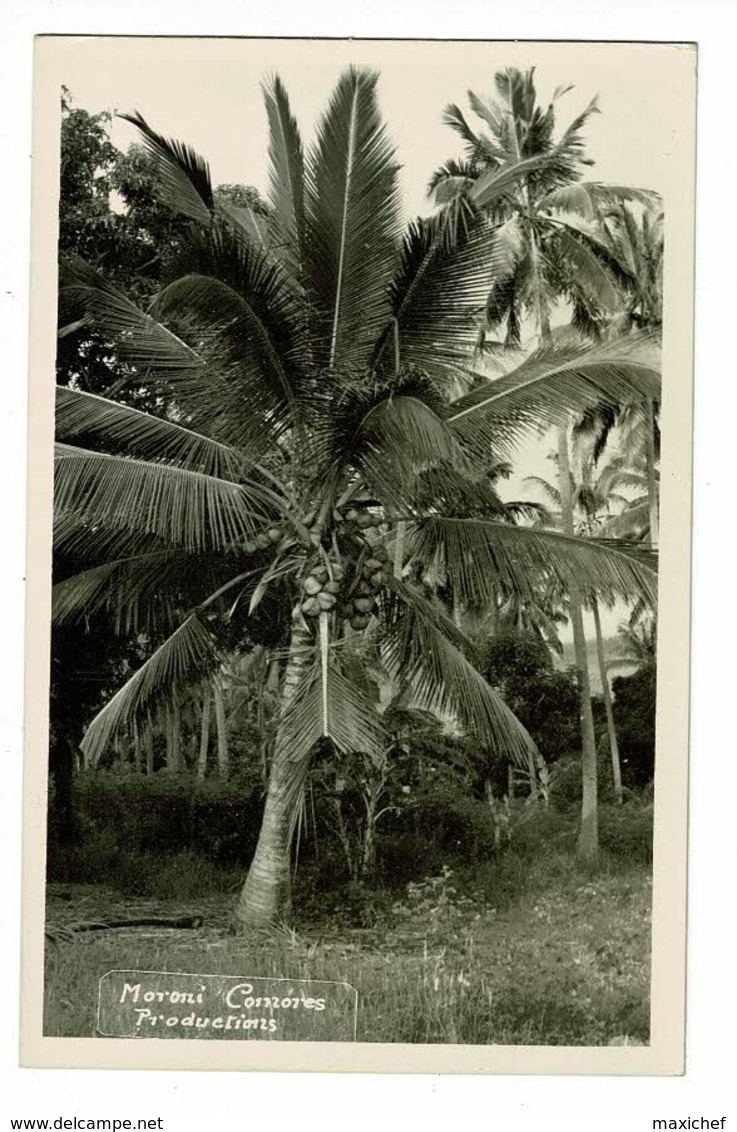 Carte Photo - Moroni - Cocotier (noix De Coco)- Pas Circulé - Comoren