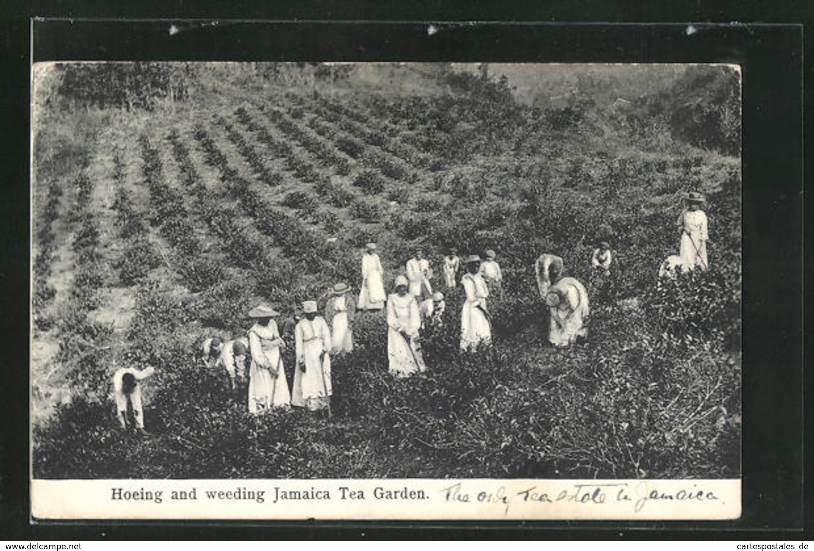 AK Hoeing And Weeding Jamaica Tea Garden - Andere & Zonder Classificatie