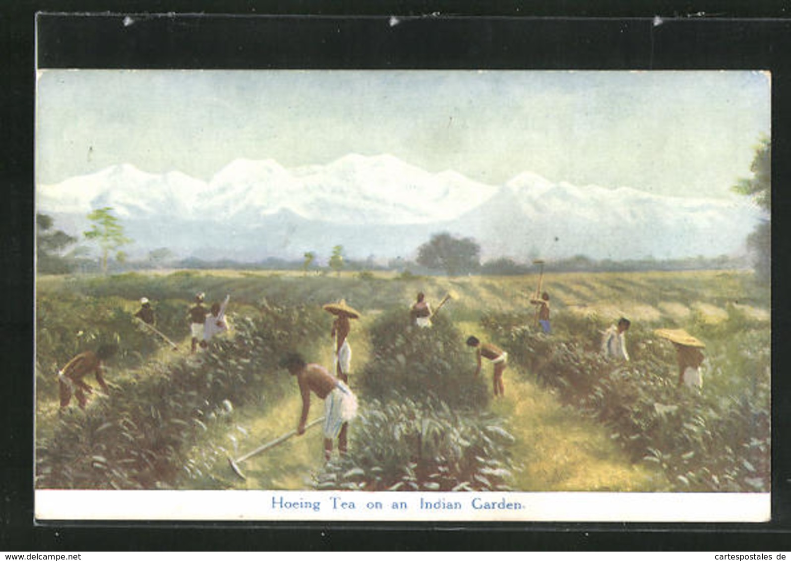 AK Hoeing Tea On An Indian Garden, Tee-Plantage In Indien - Autres & Non Classés