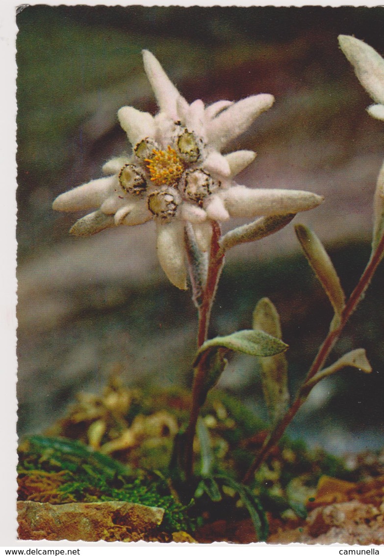 Cartoline Fiori - Fiori