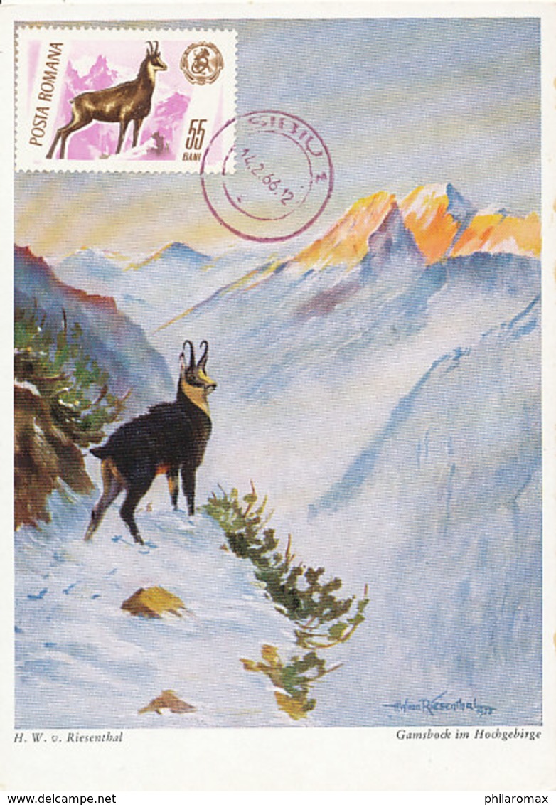 D37889 CARTE MAXIMUM CARD 1966 ROMANIA - RUPICAPRA CHAMOIS ISARD GEMS CP ORIGINAL - Gibier