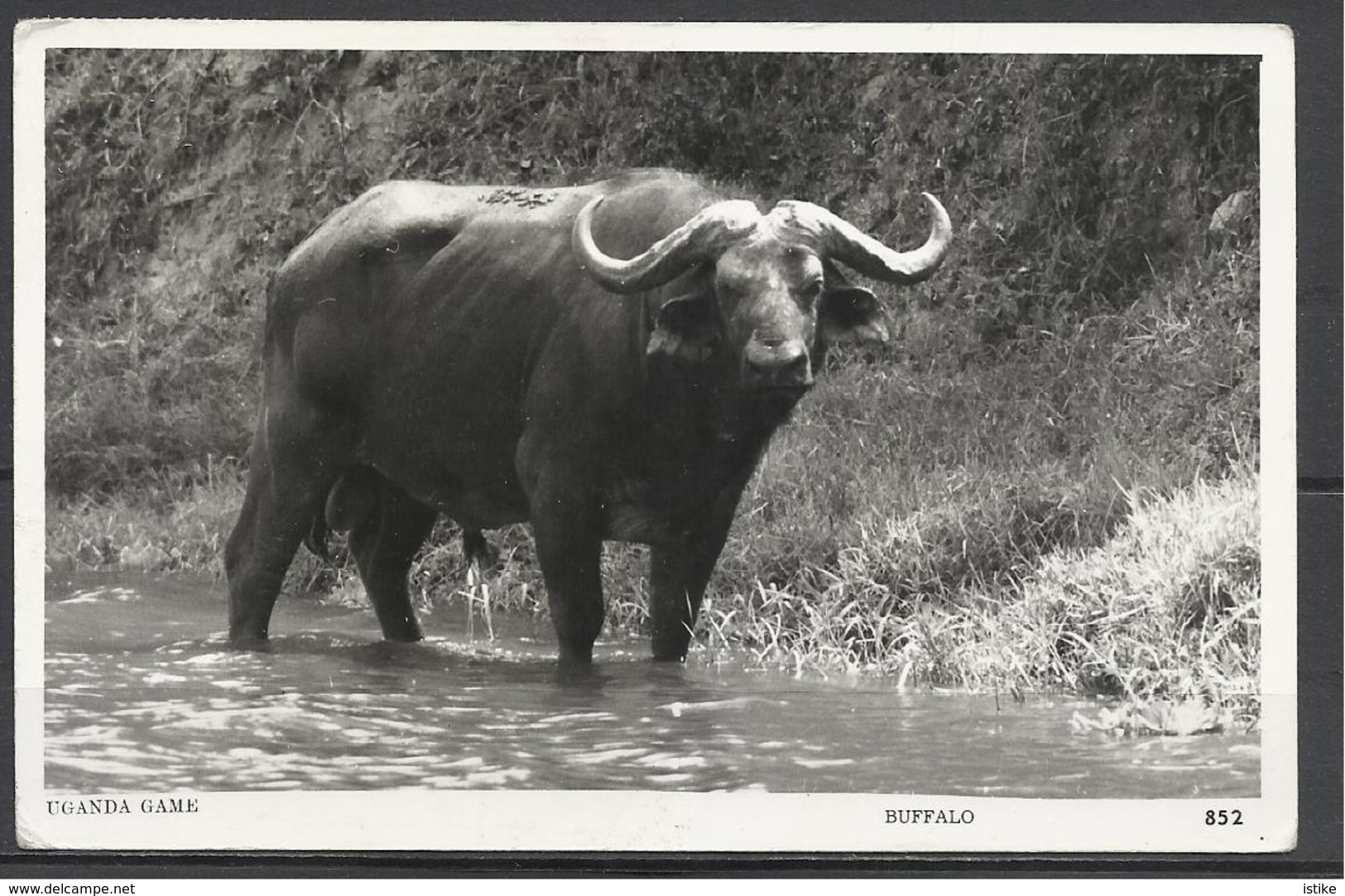 Uganda, Buffalo, '60s. - Ouganda