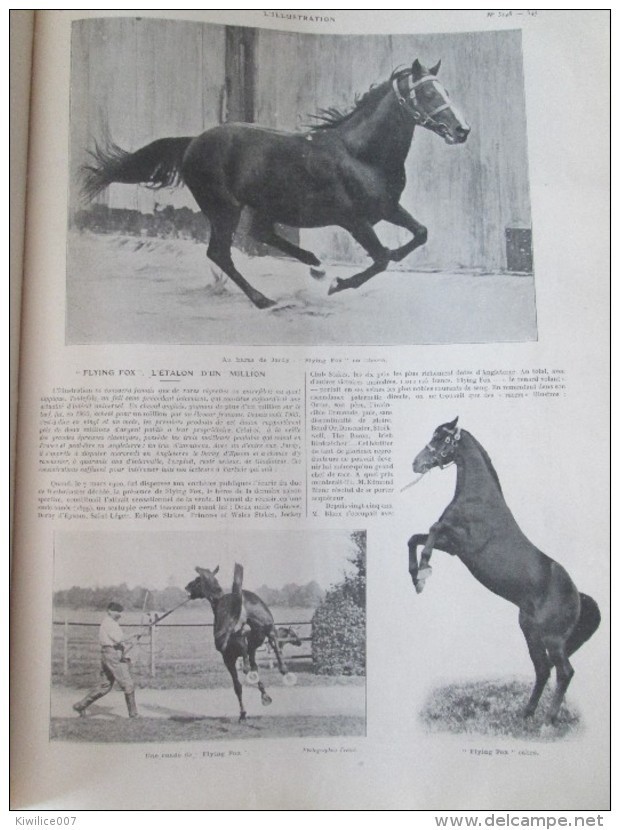 1905  FLYING FOX  L étalon D Un :million équitation Race Pure Sang  Cheval  Haras De JARDY - Equitation