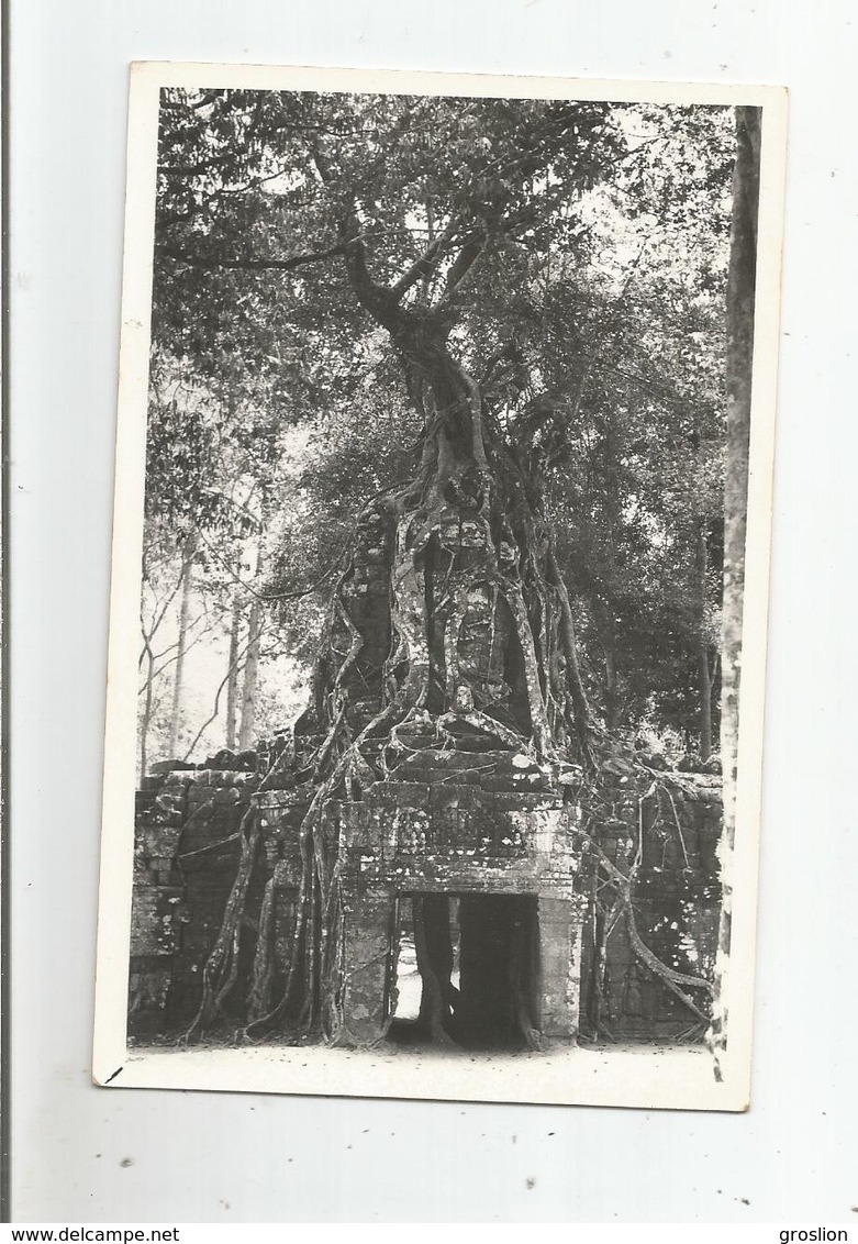 TA SOM ANGKOR CAMBODGE CARTE PHOTO AVEC RUINES ET FROMAGER - Cambodja