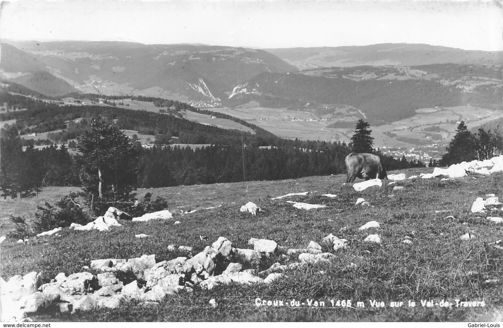 Creux Du Van Vue Sur Le Val De Travers - Vache - Travers