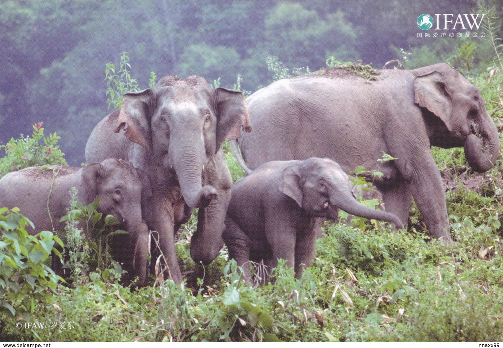China - Asian Elephant, IFAW China Postcard - Elefanti
